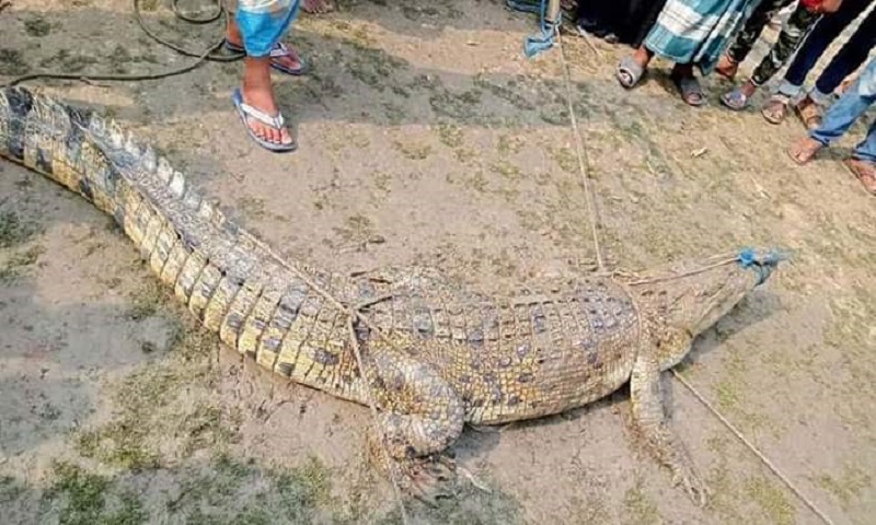 শরীয়তপুরে পুকুর থেকে কুমির উদ্ধার